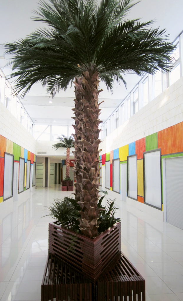 стабилизированные пальмы в торговом центре